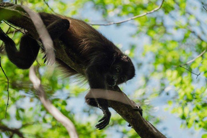 タマリンド国立公園のマングローブ林と野生動物をサファリで探検しよう