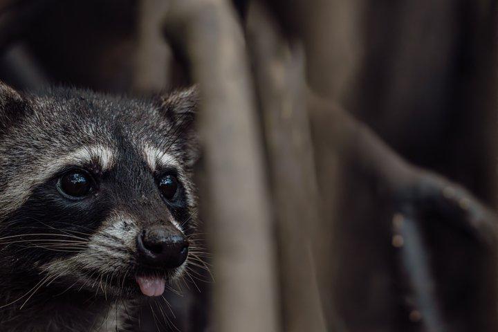 タマリンド国立公園のマングローブ林と野生動物をサファリで探検しよう