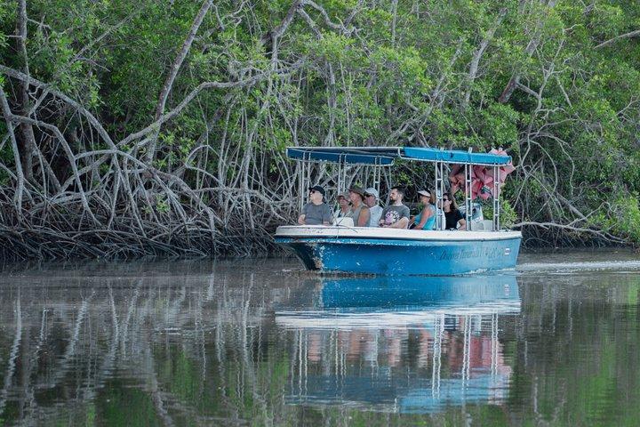 Safari the mangroves and fauna of the Tamarindo National Park