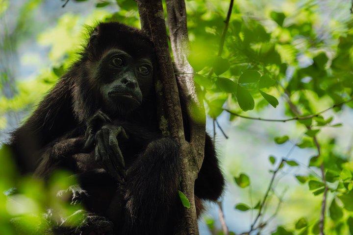 タマリンド国立公園のマングローブ林と野生動物をサファリで探検しよう