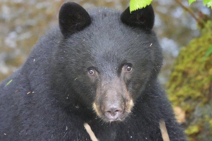 アラスカ野生動物の滝ツアー