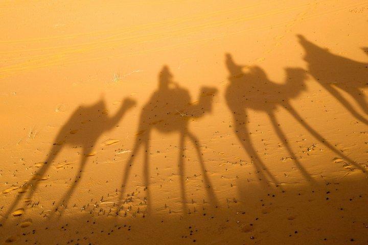 Doha Desert Safari Dune Bashing and Camel Ride