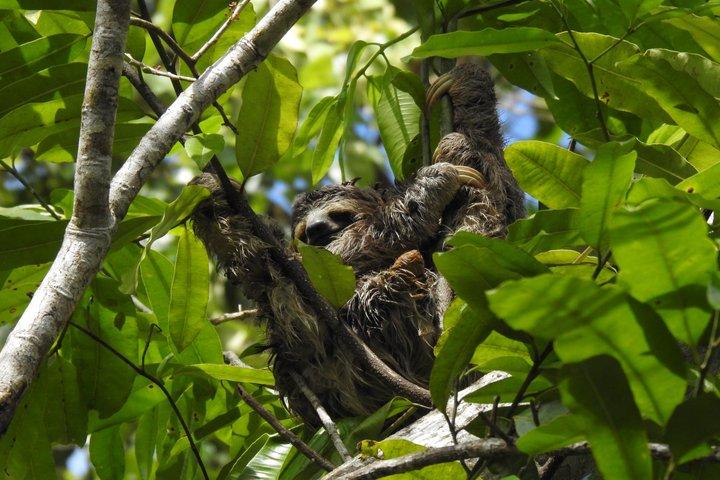 マヌエル・アントニオ国立公園ガイド付き野生動物ツアー