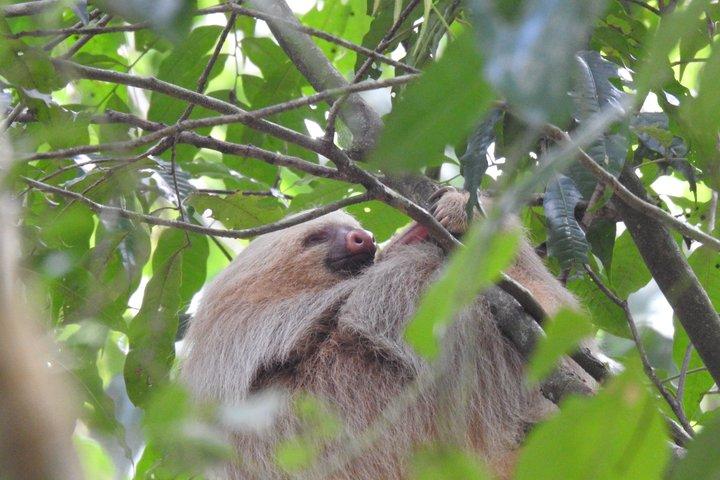 マヌエル・アントニオ国立公園ガイド付き野生動物ツアー