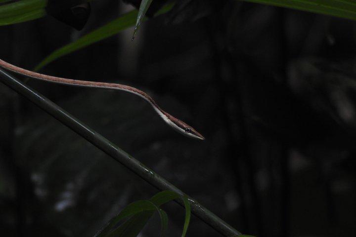 マヌエル・アントニオ国立公園ガイド付き野生動物ツアー