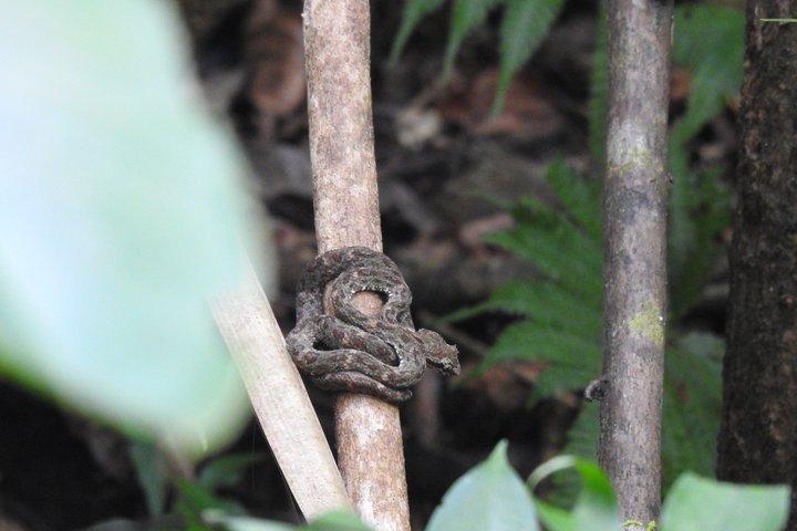 マヌエル・アントニオ国立公園ガイド付き野生動物ツアー