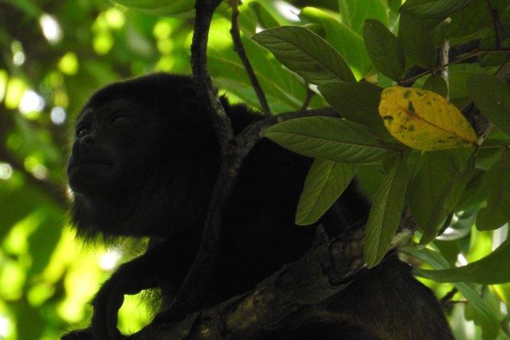マヌエル・アントニオ国立公園ガイド付き野生動物ツアー