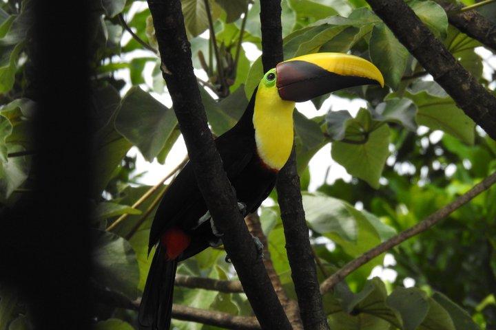 マヌエル・アントニオ国立公園ガイド付き野生動物ツアー