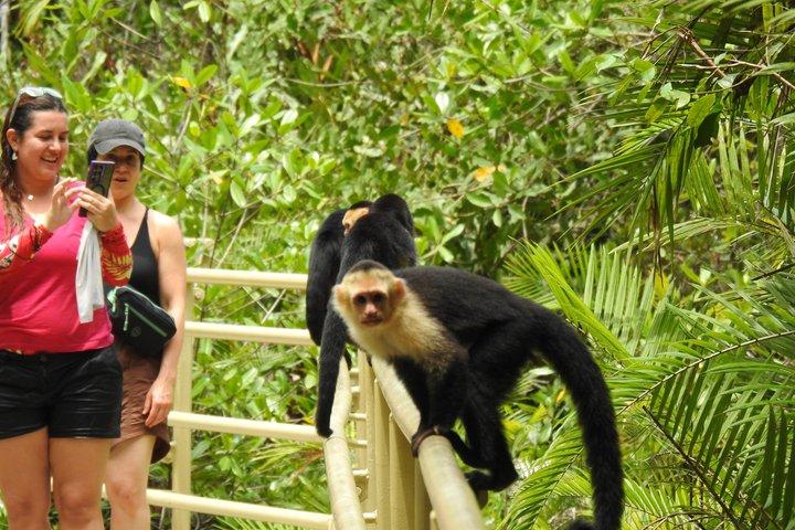 マヌエル・アントニオ国立公園ガイド付き野生動物ツアー