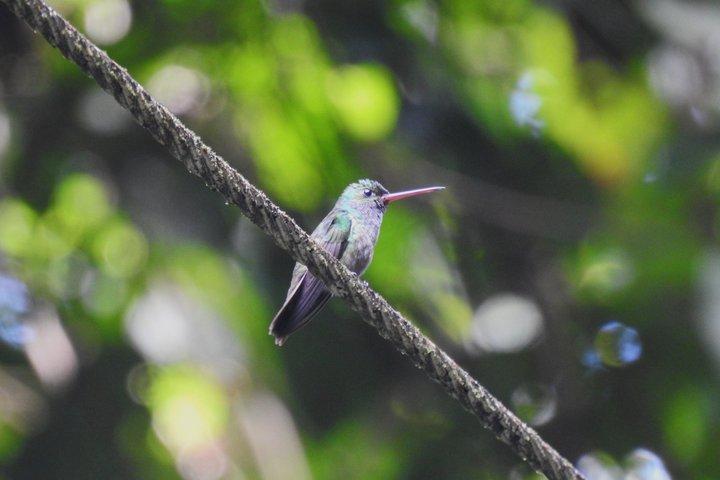 マヌエル・アントニオ国立公園ガイド付き野生動物ツアー