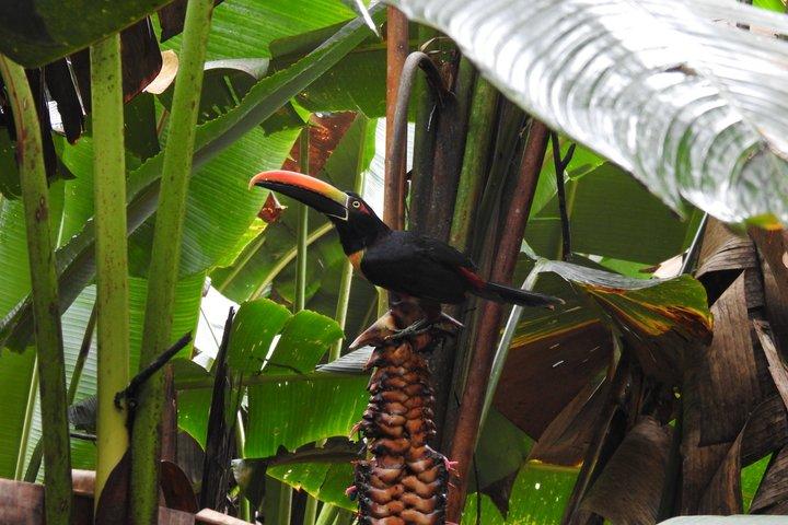 マヌエル・アントニオ国立公園ガイド付き野生動物ツアー