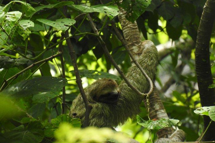 マヌエル・アントニオ国立公園ガイド付き野生動物ツアー