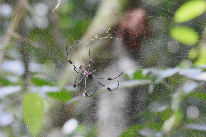 マヌエル・アントニオ国立公園ガイド付き野生動物ツアー