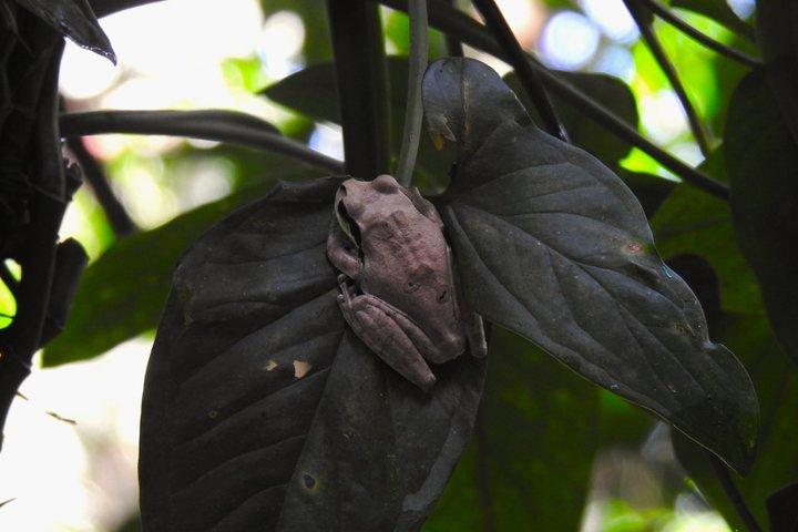 マヌエル・アントニオ国立公園ガイド付き野生動物ツアー
