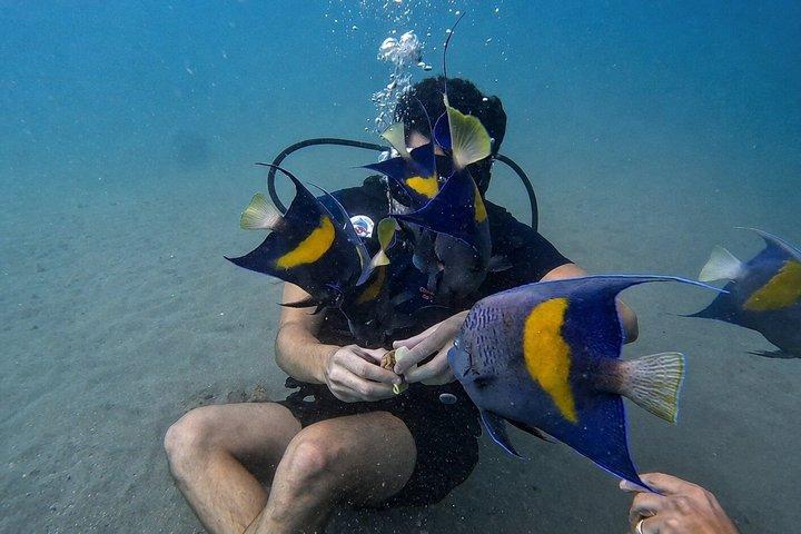 Try Scuba dive in Qatar