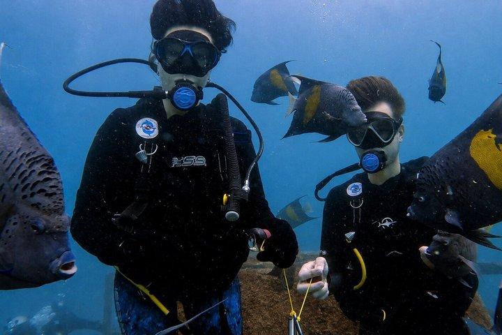 Try Scuba dive in Qatar