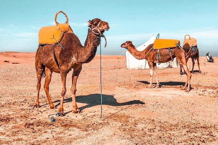 Agafay Desert Quad, Camel Ride & Dinner Show vanuit Marrakech