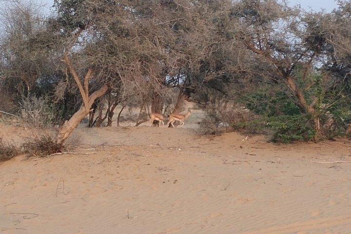 Explore Thar Desert with Camping Ride