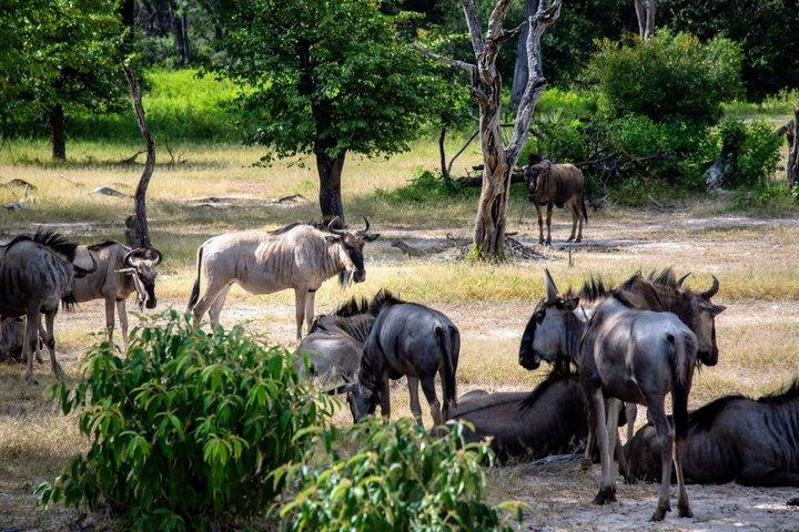 Chobe-dagtrip vanuit Livingstone