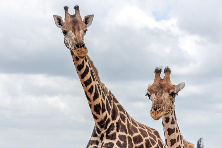 Chobe-dagtrip vanuit Livingstone