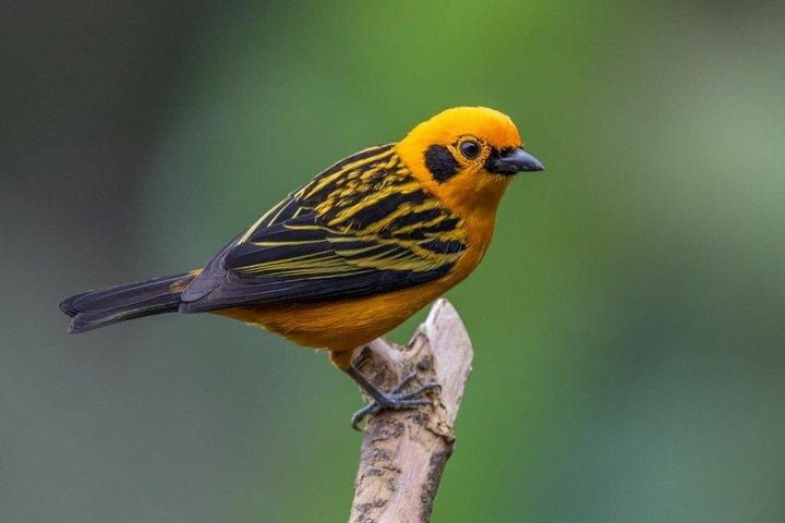 Mindo Cloud Forest: Hummingbirds, Birding & Waterfalls | Private