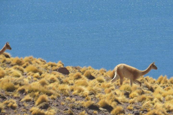 2-dages tur: Piedras Rojas, El Tatio-gejserne og Månedalen
