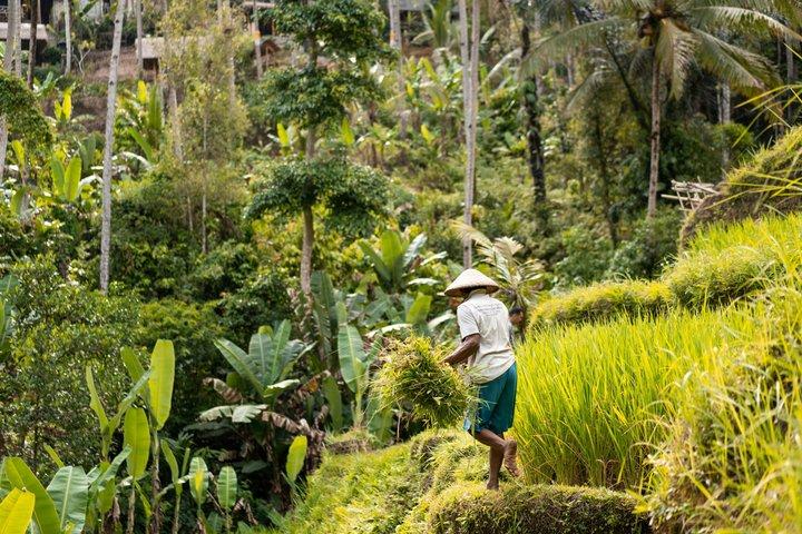 Oplev Ubud Highlights Privat tur