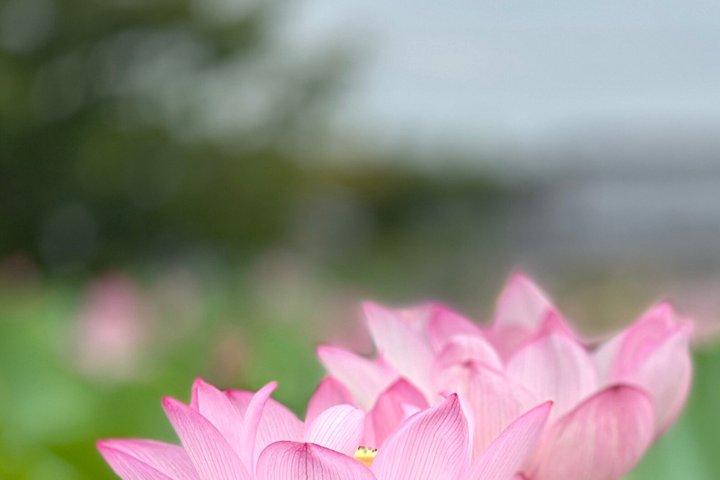 京都プライベートツアー｜英語ガイドバンによる1日ハイライト