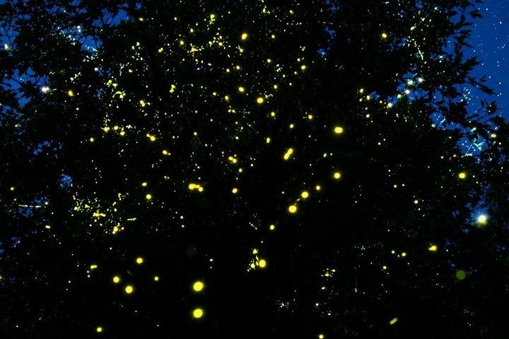 Mystical Kuala Selangor Fireflies Eagles and Blue Tears