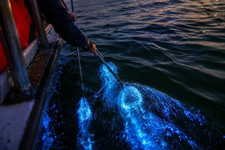 Mystical Kuala Selangor Fireflies Eagles and Blue Tears