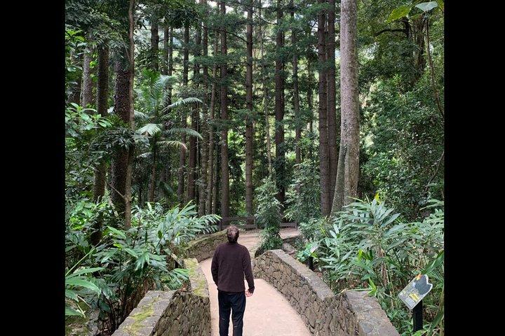 Rainforests and Waterfalls Tour from Gold Coast