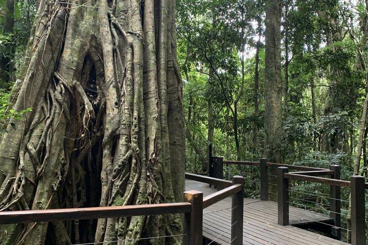 Rainforests and Waterfalls Tour from Gold Coast