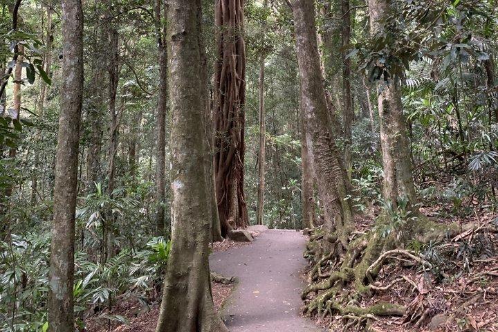 Rainforests and Waterfalls Tour from Gold Coast