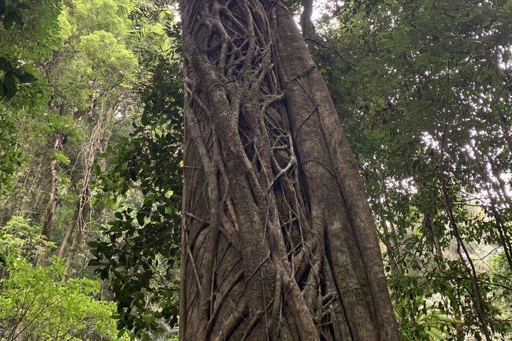 Rainforests and Waterfalls Tour from Gold Coast