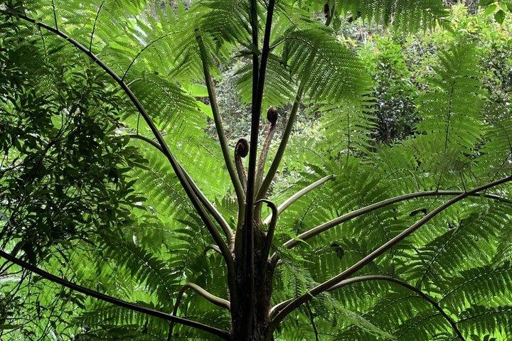 Rainforests and Waterfalls Tour from Gold Coast