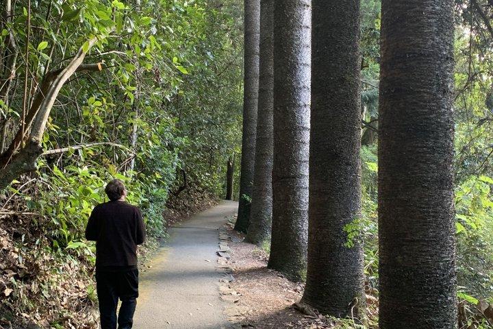 Rainforests and Waterfalls Tour from Gold Coast
