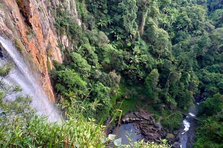Rainforests and Waterfalls Tour from Gold Coast