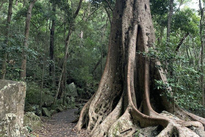 Rainforests and Waterfalls Tour from Gold Coast