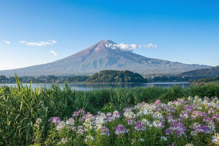 富士山・河口湖・大石公園満喫一日ツアー