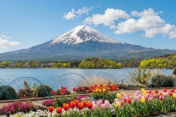 富士山・河口湖・大石公園満喫一日ツアー