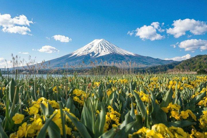 富士山・河口湖・大石公園満喫一日ツアー