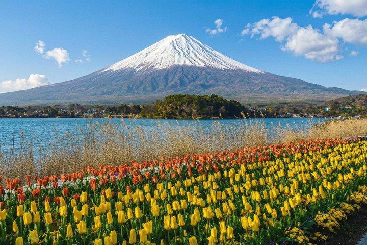 富士山・河口湖・大石公園満喫一日ツアー