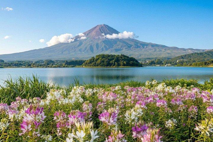 富士山・河口湖・大石公園満喫一日ツアー