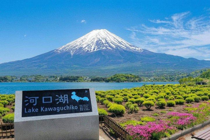 富士山・河口湖・大石公園満喫一日ツアー