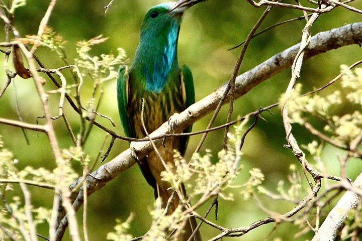 ソントラハイキング/トレッキングツアー：バンコピーク制覇と野生動物観察