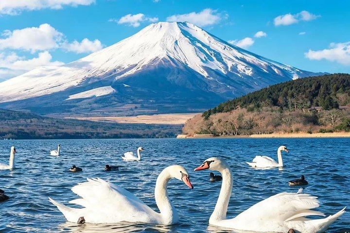 富士山・河口湖・大石公園満喫一日ツアー