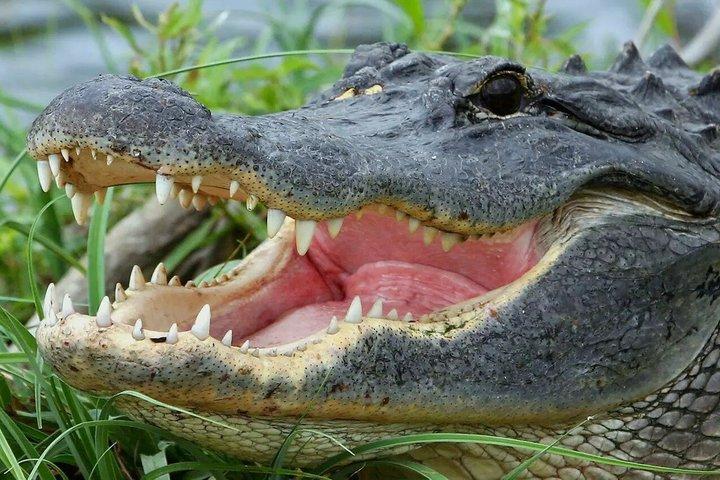 Everglades Airboat Adventure