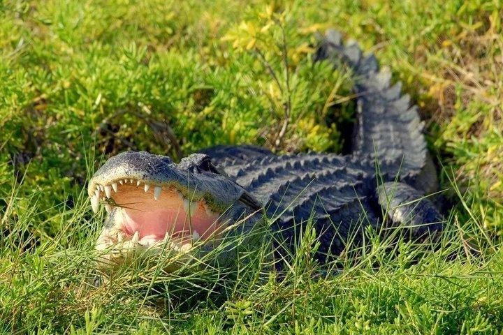 Everglades Airboat Adventure