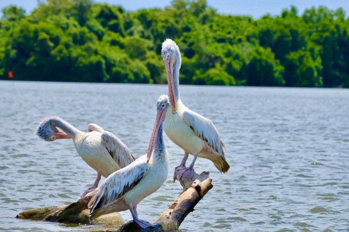 ネゴンボからムトゥラジャウェラ湿地エコバードウォッチングボートツアー
