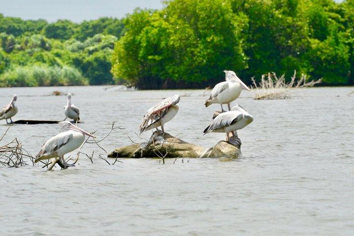 ネゴンボからムトゥラジャウェラ湿地エコバードウォッチングボートツアー